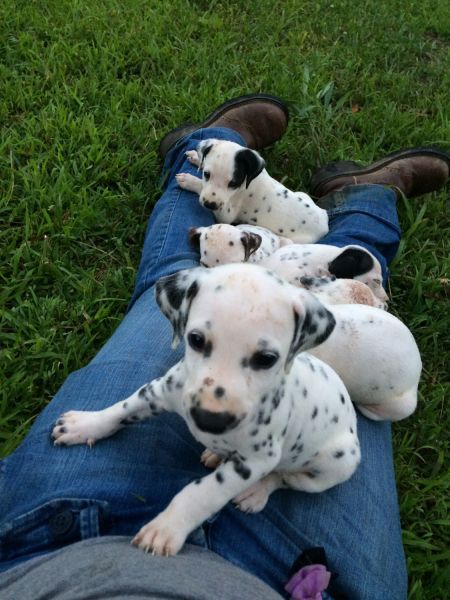 Dalmatian puppies