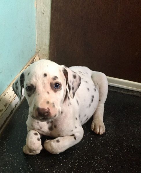 Dalmatian puppies available (***) ***-***3
