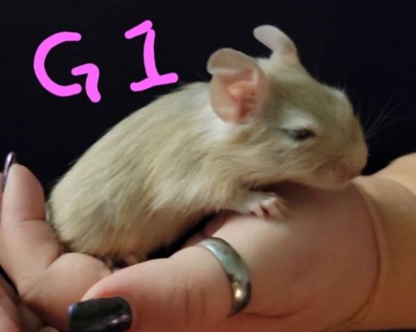 2 Male and 2 Female Degu's