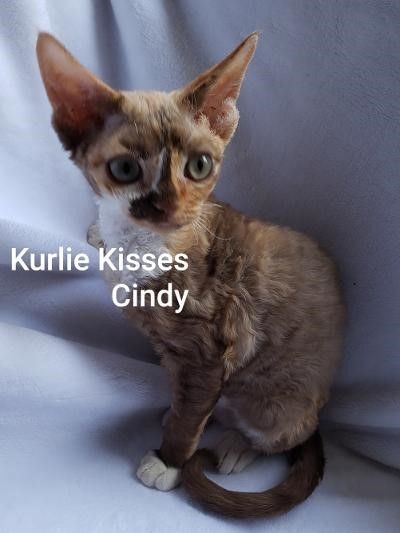 Devon Rex Kittens Tica Registered