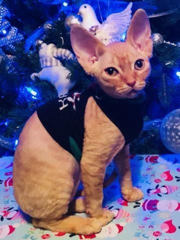 Devon Rex kittens for sale