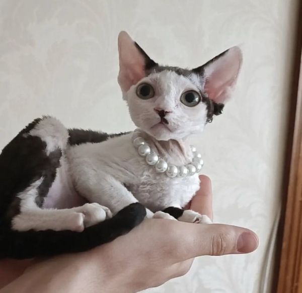 Devon Rex kittens male and female