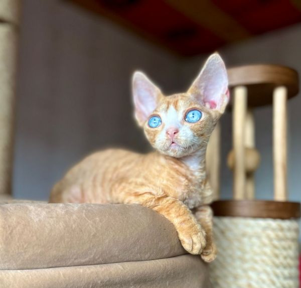 Antony Devon Rex With blue eyes