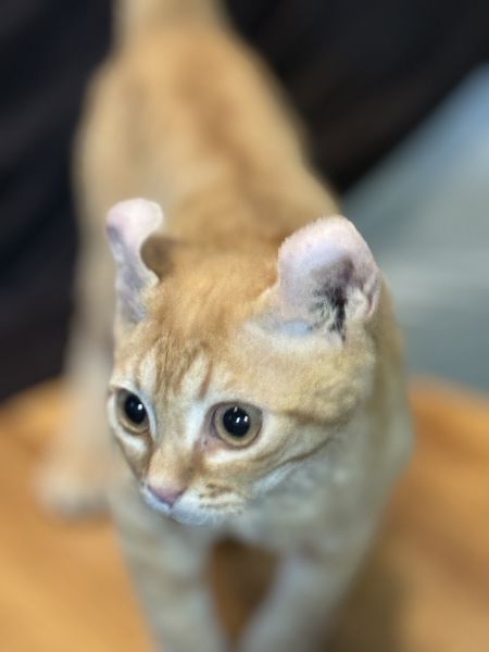 Devon Rex elf ears kitten and pixie ears Pet price only