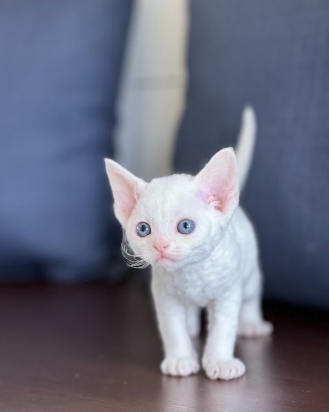 Devon Rex Kittens