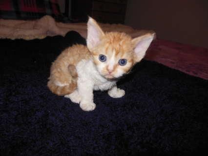 Litter Of Devon Rex Kittens