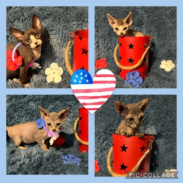 Devon Rex kittens