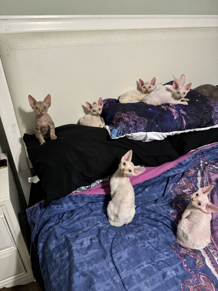 Devon Rex kittens