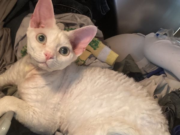 Male Devon Rex