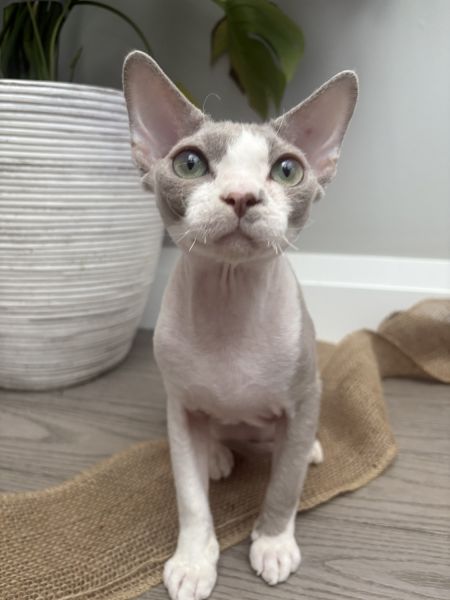 Devon rex ready for their forever home