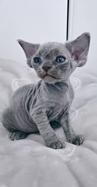 Beautiful blue boy 5 weeks