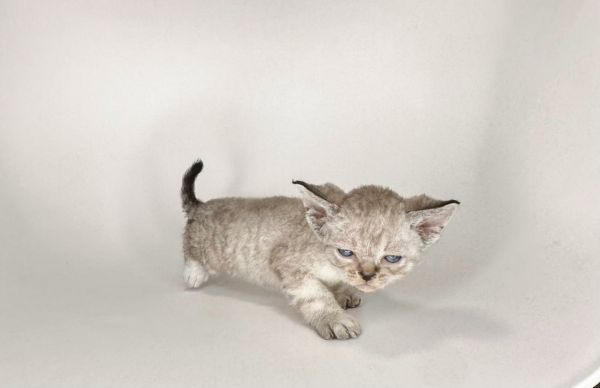 Devon Rex Kitten