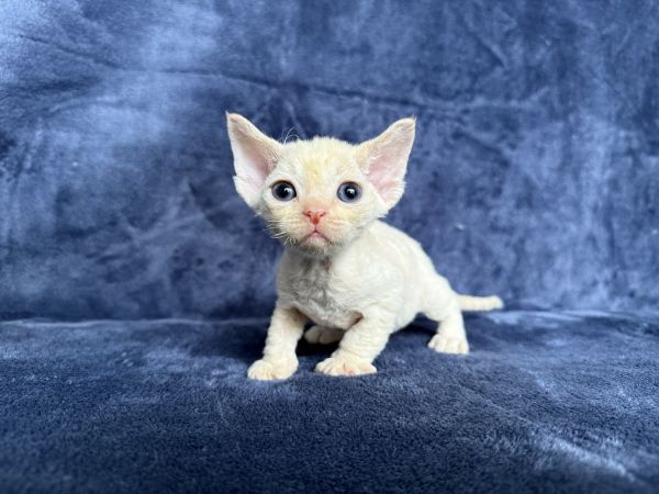 Allie Devon Rex kitten