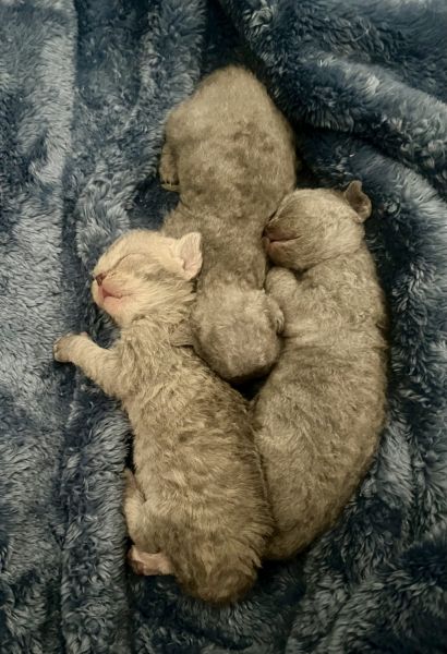 Pure breed Devon Rex kittens (Mom\ Dad are in photos)