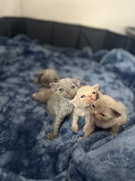 Devon Rex kittens