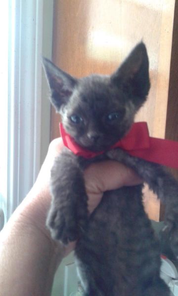 Adorable Rare Devon Rex Kittens Tica Reg.