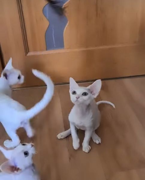 Wunderschöne Begleiter Devon Rex