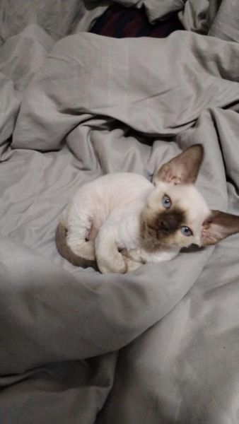 Devon Rex With Blue Eyes