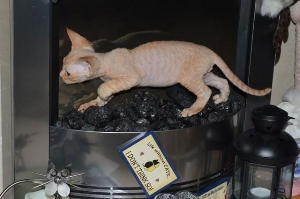 Red Silver Tabby Devon Rex Boy