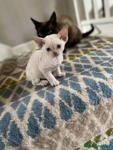 Adorable Devon Rex kittens available now