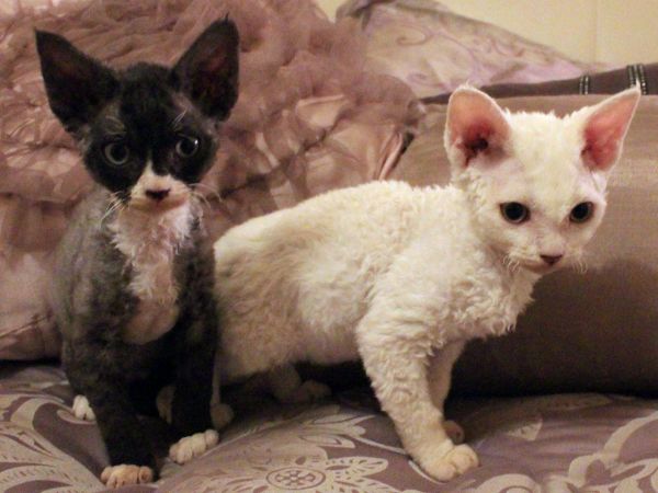 Devon Rex Kittens