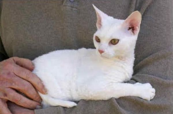 Gorgeous naughty Devon Rex kittens for sale