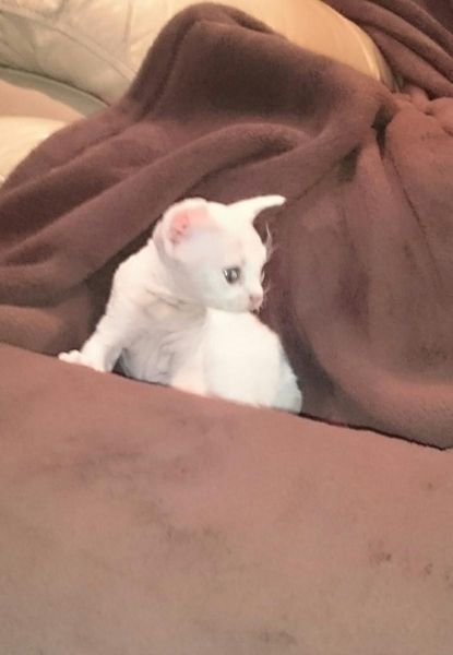 Devon Rex male white and cream