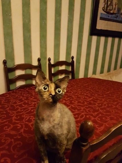 Devon Rex Kittens