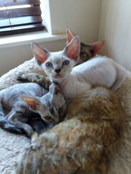 Devon Rex ,2 Females Gccf Registerered