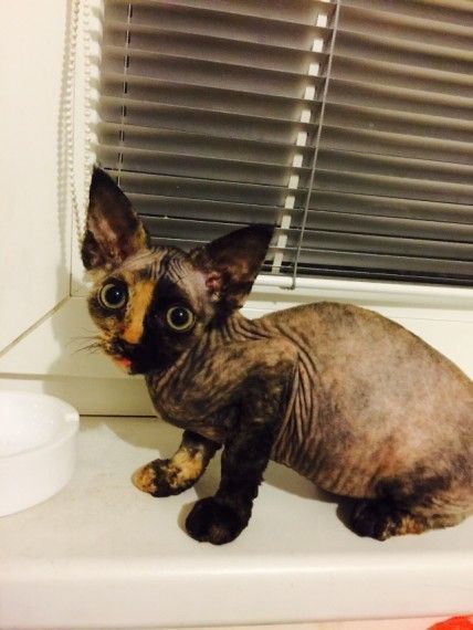 Devon Rex Kittens