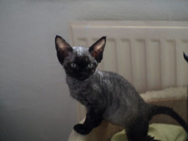 devon rex kittens