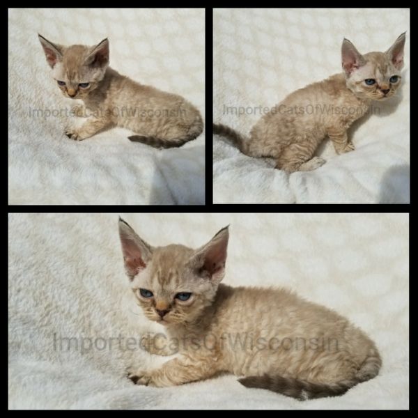 Devon rex kitten! Ready now!