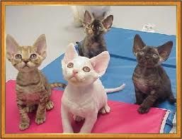 Devon Rex Kittens