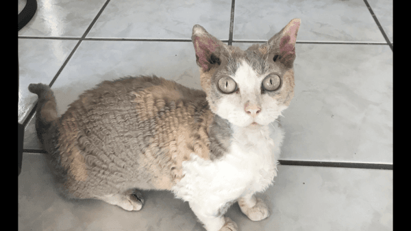 Devon Rex Munchkin