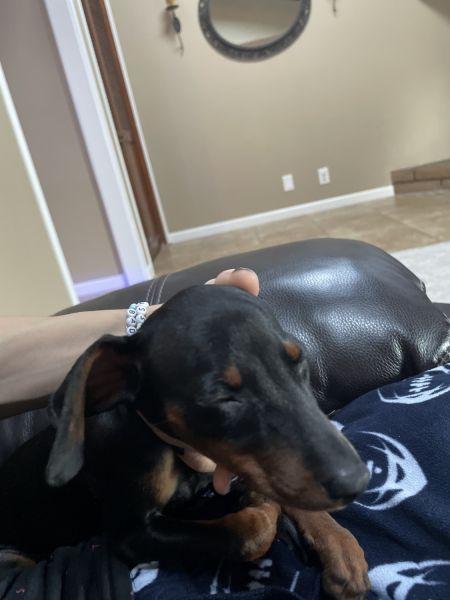 Mini Doberman