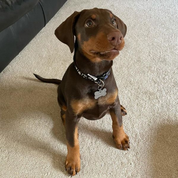 Shelby doberman girl available to go