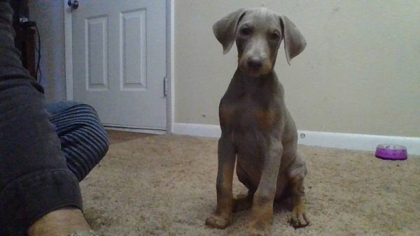 8 week old fawn Doberman puppy