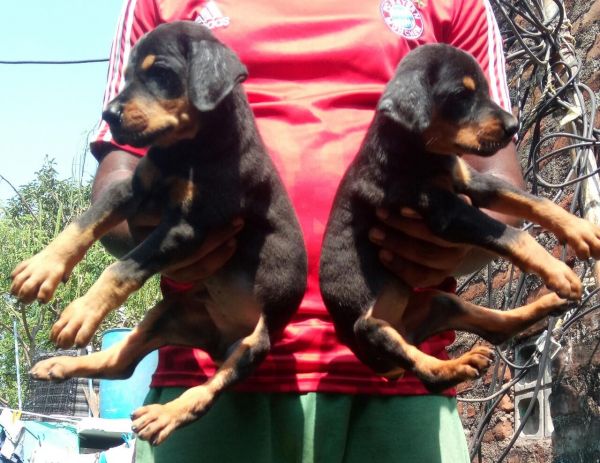 Doberman puppy available in Chennai contact ***4 615 589