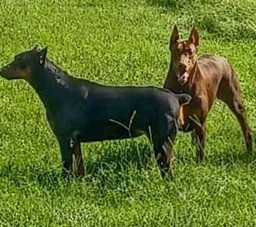Doberman pincher