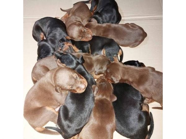 Doberman puppies