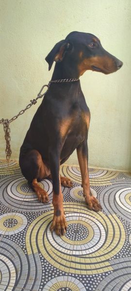 Doberman good quality 1 year old female puppy