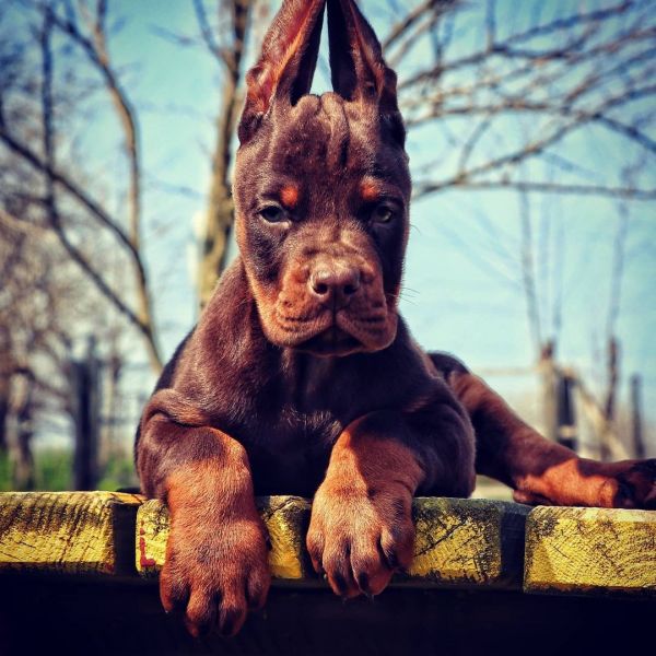 Female Doberman Pinscher Puppy For Adoption (Eloise)