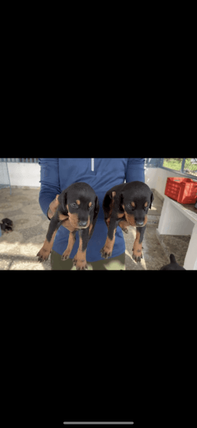 Europian Doberman Female Puppies available near Bangalore.