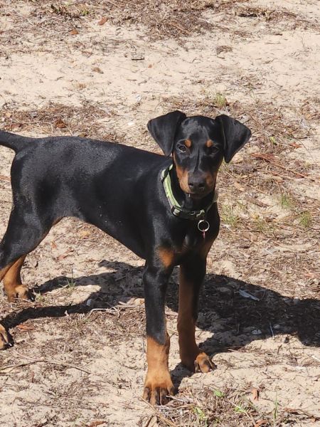 Registered doberman pincher