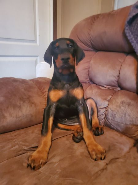 American/European Doberman Pincher
