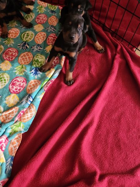Doberman puppies