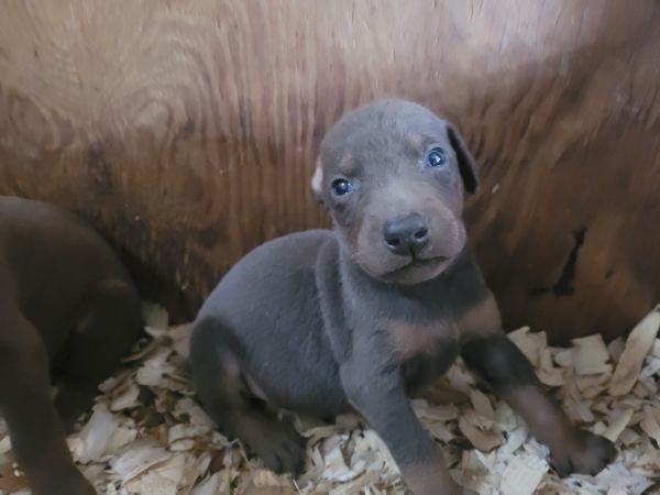 AKC Registered Doberman Puppies