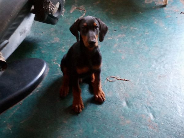 Doberman puppies for sale