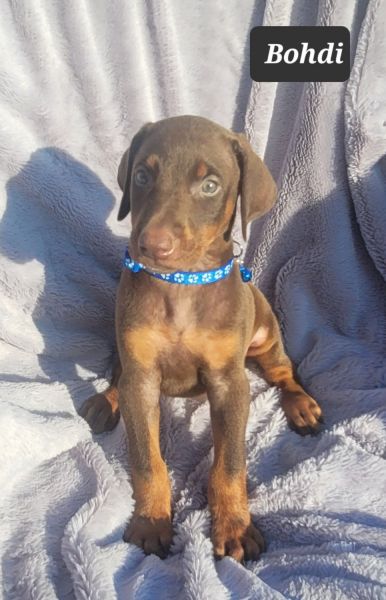 Gorgeous Doberman Pinscher Puppies