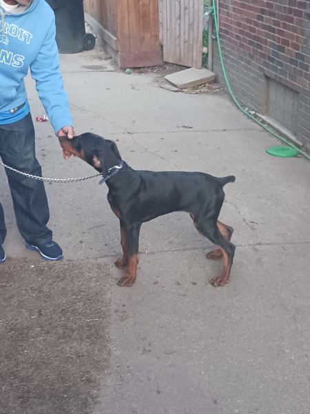 6 months black male AKC 400$